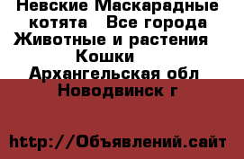 Невские Маскарадные котята - Все города Животные и растения » Кошки   . Архангельская обл.,Новодвинск г.